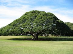 L Arbre &agrave pluie (le Samanea Saman) est un arbre de la famille des mimosac&eacutees, qu on trouve en Afrique de l Ouest, dans les Antilles, en Polyn&eacutesie, Asie du Sud-Est ou en Am&eacuterique du Sud.<br><br>Son port extraordinairement &eacutetal&eacute peut offrir son ombre &agrave un village entier. On l appelle l Arbre &agrave pluie, parce que lorsqu il pleut, ses petites feuilles se recroquevillent et laissent passer la pluie.