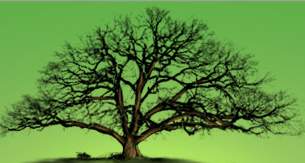 Les arbres remarquables font partie du patrimoine collectif et doivent Ãªtre prÃ©serves en tant que tels
